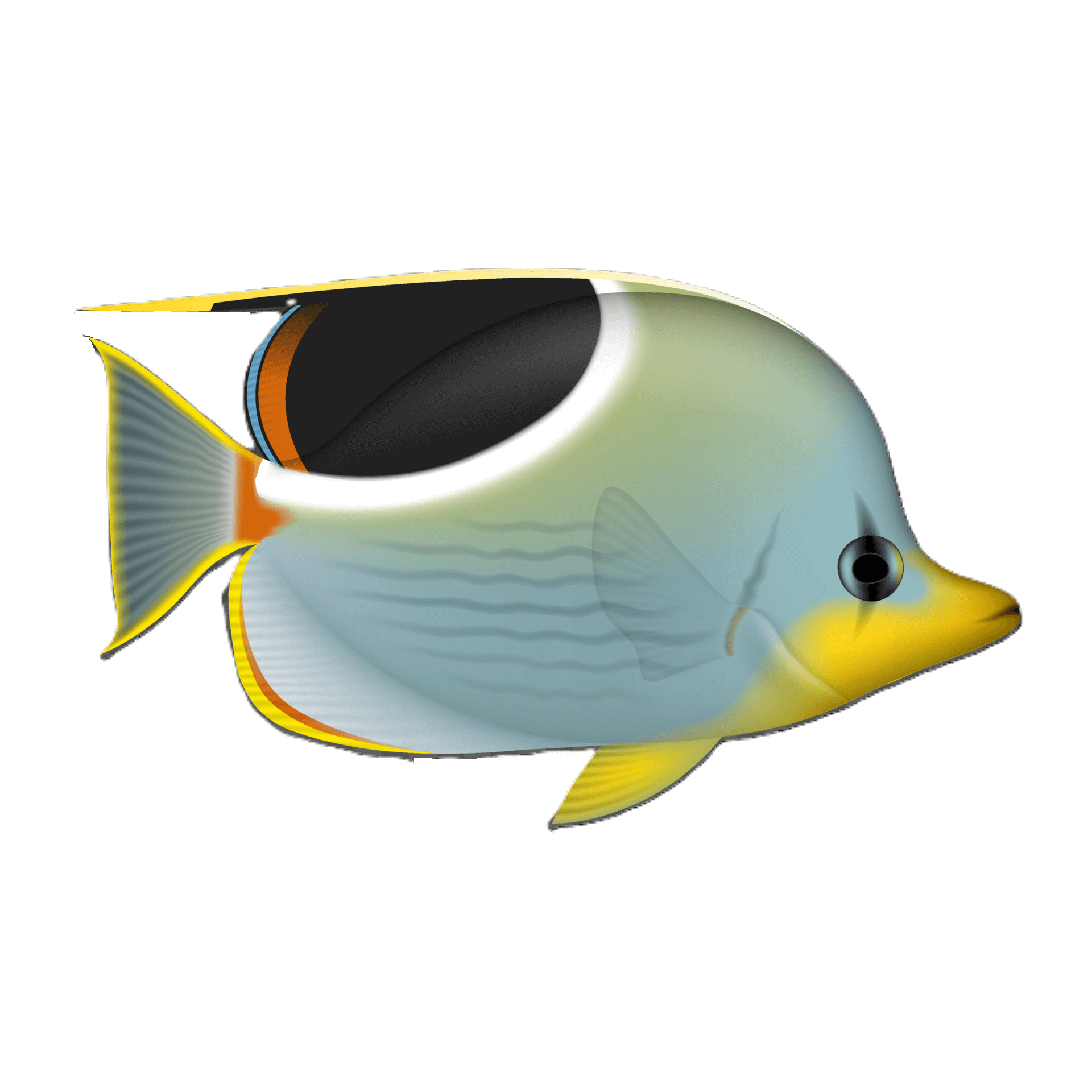 Butterfly Fish
